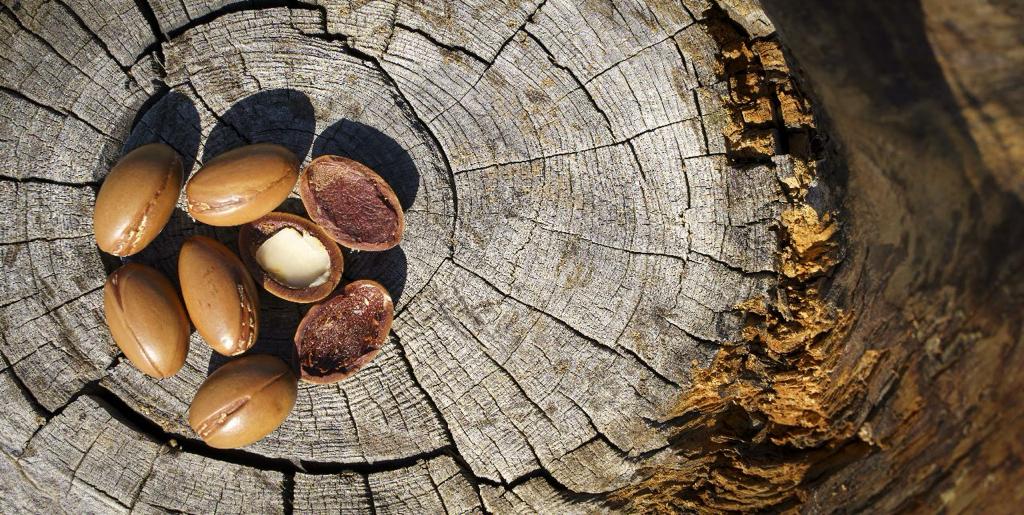 Elvate your life with argan oil's perks and advantages